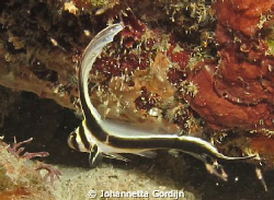 juvenile spotted drum by Johannetta Gordijn 
